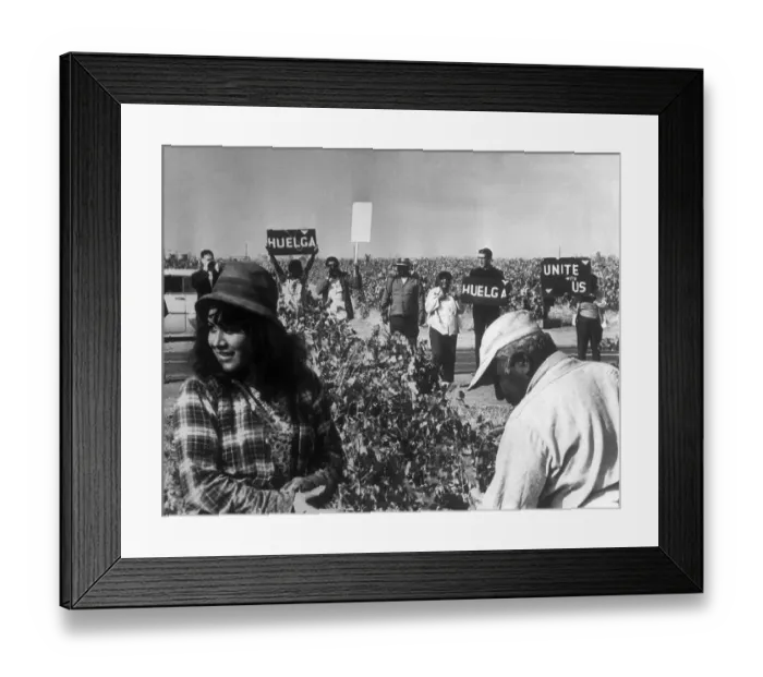 Framed Print : Pickets Gathering by Grape Field Framed Print : Pickets Gathering by Grape Field