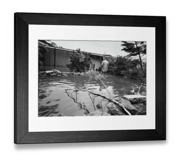 Framed Print : Flooding Caused by Hurricane Betsy