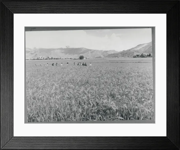 Framed Print : Tibetan Farmers Traveling Through Field Framed Print : Tibetan Farmers Traveling Through Field