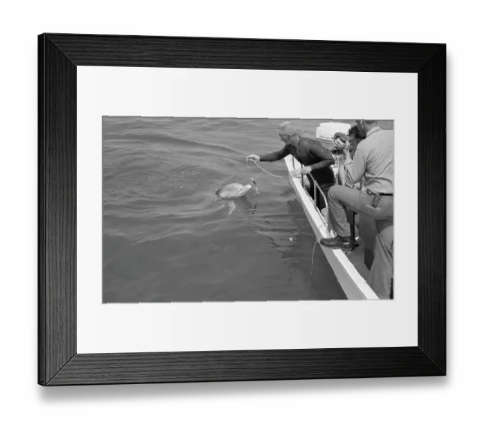 Framed Print : Tuffy Trains While Wearing A Harness To Collect Oceanic And Dolphin Data Framed Print : Tuffy Trains While Wearing A Harness To Collect Oceanic And Dolphin Data