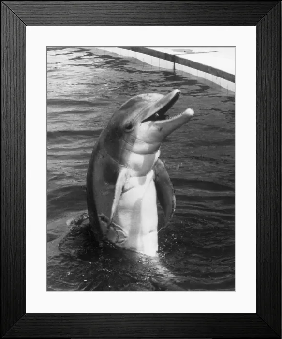 Framed Print : Tuffy The Bottlenose Dolphin Trains With U.S. Navy Framed Print : Tuffy The Bottlenose Dolphin Trains With U.S. Navy