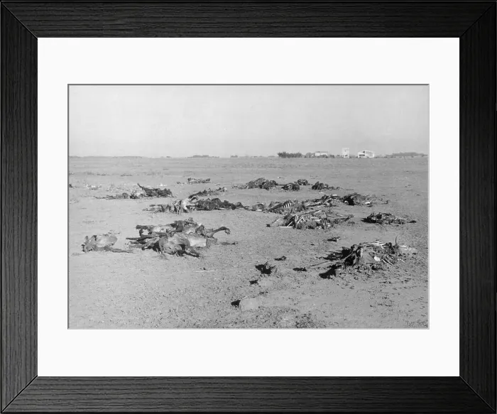 Framed Print : Skeletons Resulting from Drought Framed Print : Skeletons Resulting from Drought