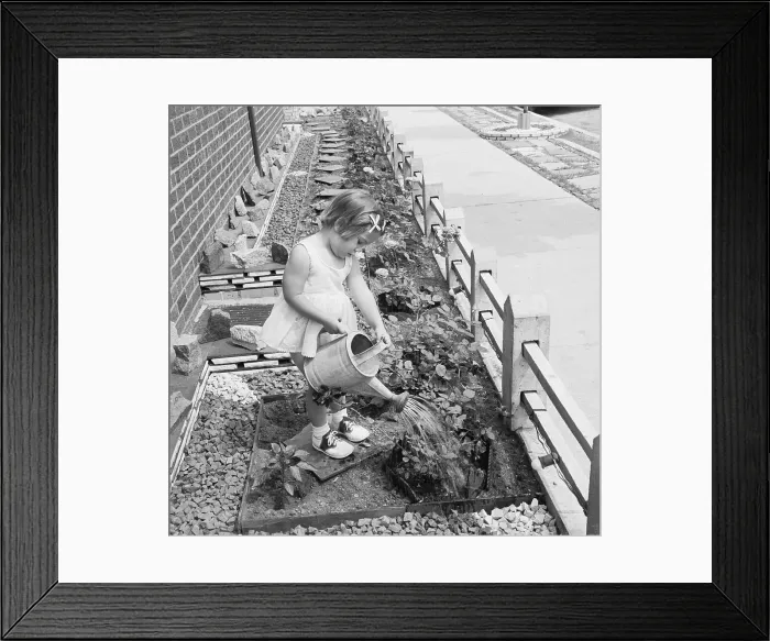 Framed Print : Child Waters Garden W / Watering Can Framed Print : Child Waters Garden W / Watering Can