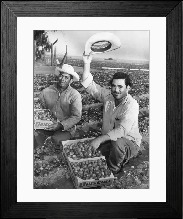 Framed Print : Mexicans Working in Strawberry Field Framed Print : Mexicans Working in Strawberry Field