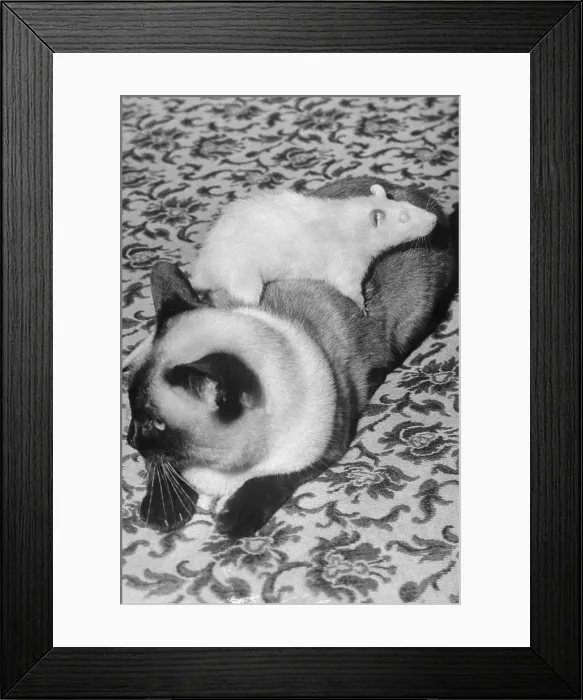 Framed Print : Cat and Rat Lying Together Framed Print : Cat and Rat Lying Together