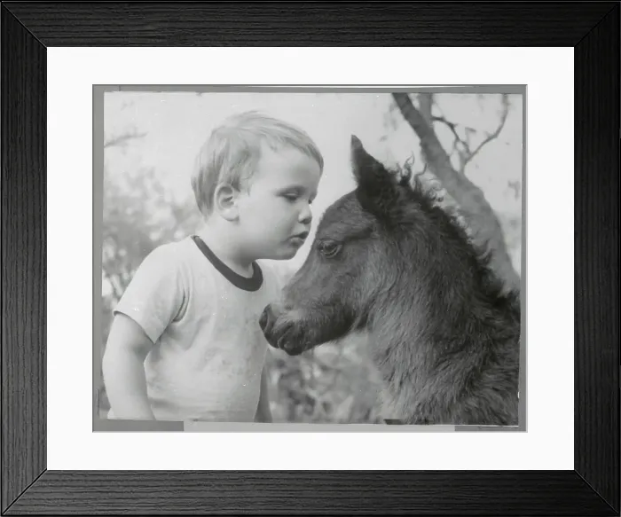 Framed Print : Boy Whispering to Shetland Colt Framed Print : Boy Whispering to Shetland Colt