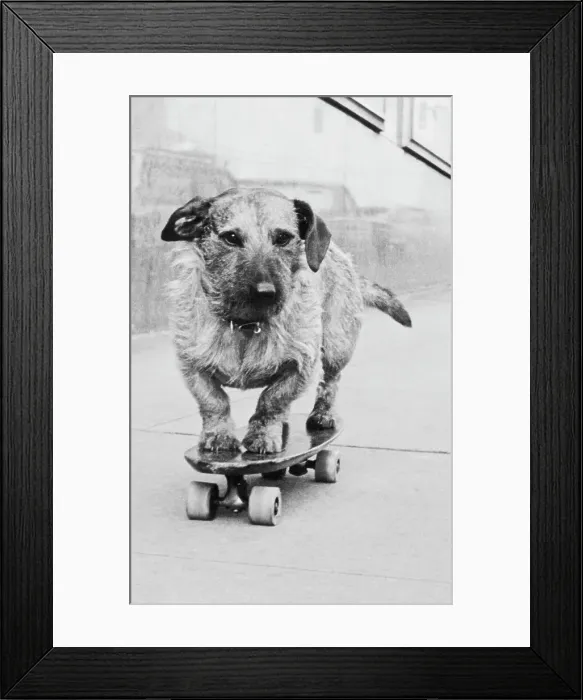 Framed Print : Dog Riding Skateboard Framed Print : Dog Riding Skateboard