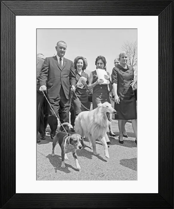 Framed Print : President Johnson Walking Dogs Framed Print : President Johnson Walking Dogs