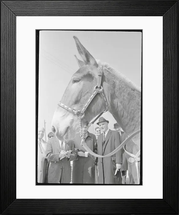 Framed Print : The A's Mascot Charlie O Framed Print : The A's Mascot Charlie O