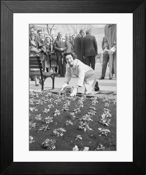 Framed Print : Lady Bird Johnson Planting Pansies Framed Print : Lady Bird Johnson Planting Pansies