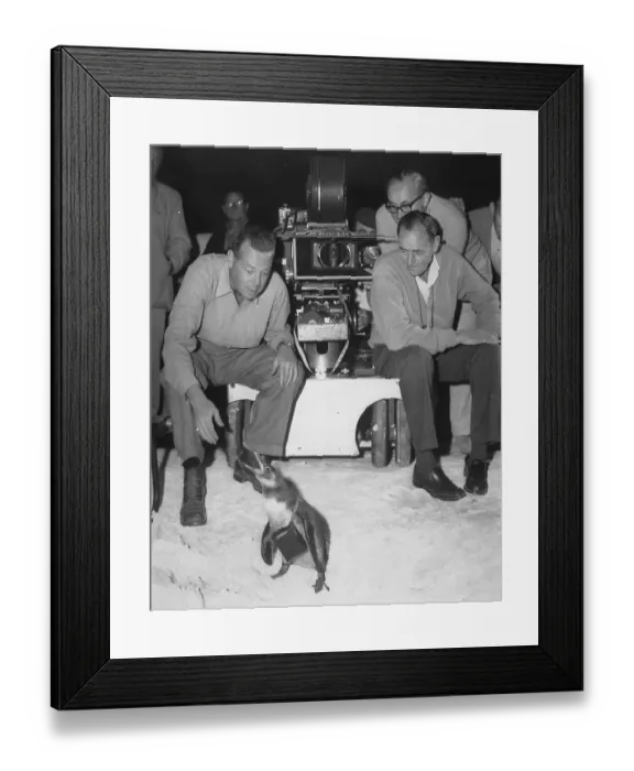 Framed Print : Delbert Mann Watching a Penguin Framed Print : Delbert Mann Watching a Penguin