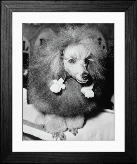 Framed Print : Christopher, Miniature Poodle Framed Print : Christopher, Miniature Poodle
