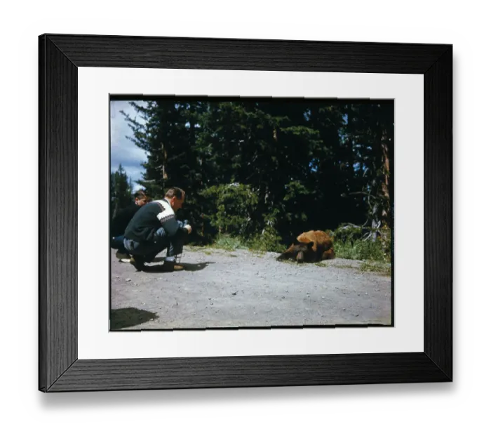 Framed Print : Man Taking Pictures of Bears Framed Print : Man Taking Pictures of Bears