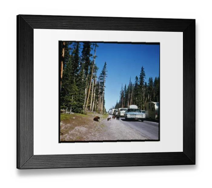Framed Print : Bears Roaming by Road