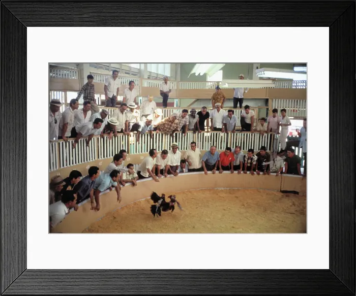 Framed Print : Cock Fight Framed Print : Cock Fight