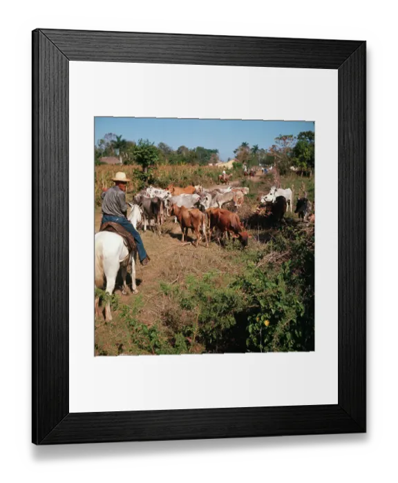 Framed Print : Cowboy Herding Cattle Framed Print : Cowboy Herding Cattle