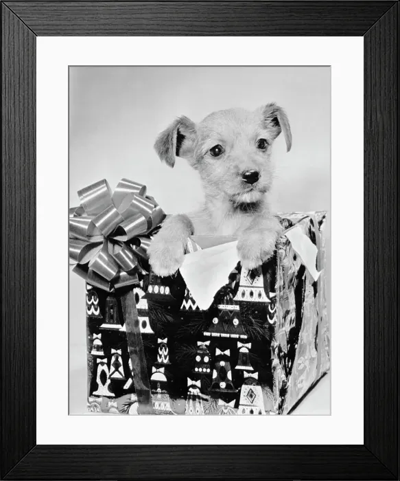 Framed Print : Puppy in a Christmas Box Framed Print : Puppy in a Christmas Box
