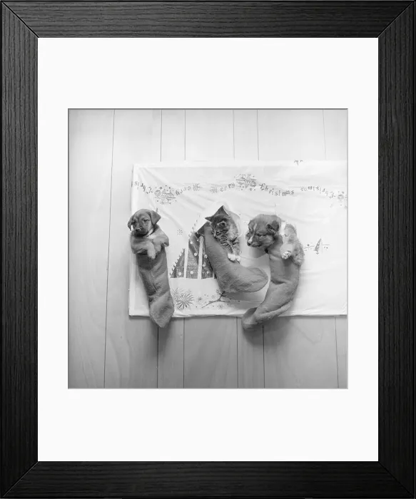 Framed Print : Kitten and Puppy Hanging in Stocking
