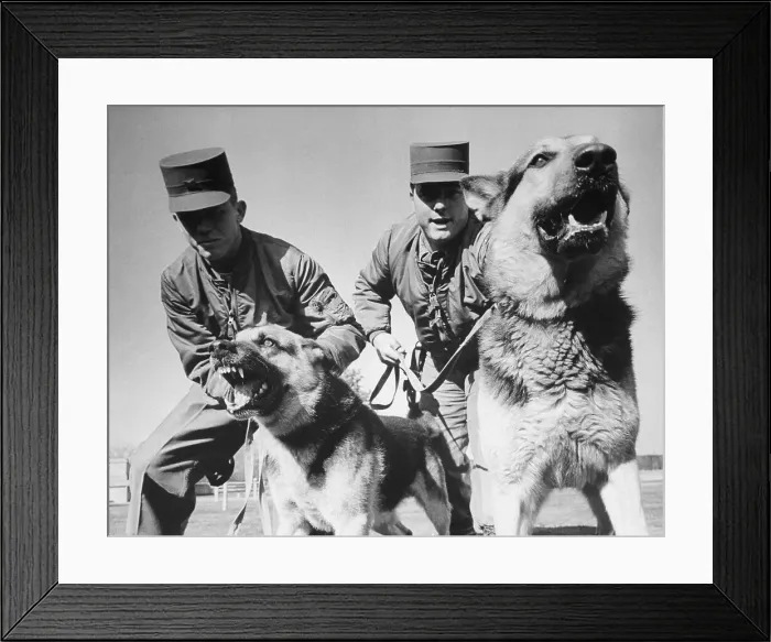 Framed Print : Snarling German Shepherds Framed Print : Snarling German Shepherds