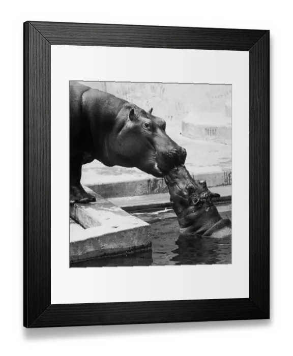 Framed Print : Hippopotamus Kiss Framed Print : Hippopotamus Kiss