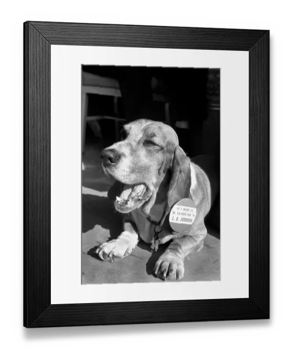 Framed Print : Doggie for L.B.J Framed Print : Doggie for L.B.J