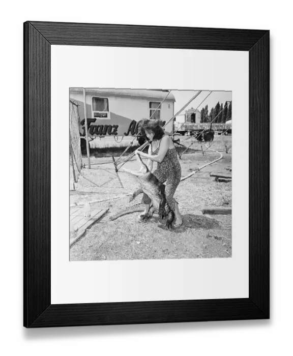 Framed Print : Woman Wrestling Alligator Framed Print : Woman Wrestling Alligator