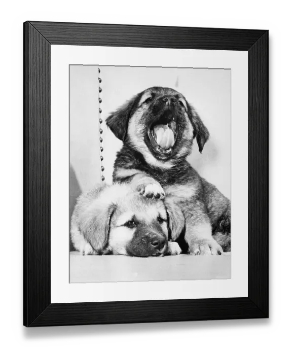 Framed Print : Portrait of Puppie Yawning Framed Print : Portrait of Puppie Yawning