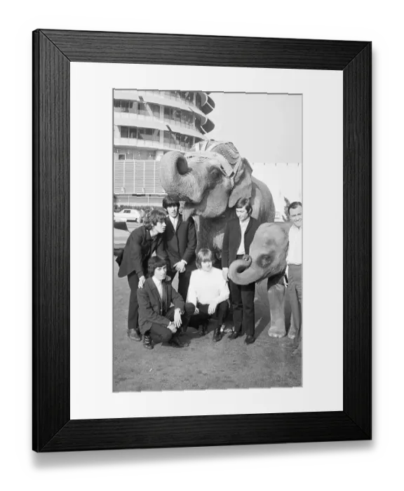 Framed Print : The Rolling Stones with Elephants Framed Print : The Rolling Stones with Elephants