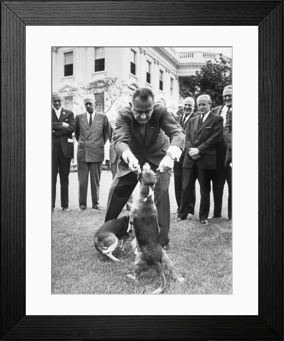 Framed Print : President Johnson Playing with Pet Beagles Framed Print : President Johnson Playing with Pet Beagles