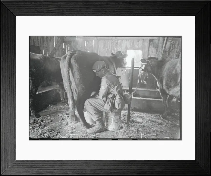 Framed Print : Private Milking Cow Framed Print : Private Milking Cow