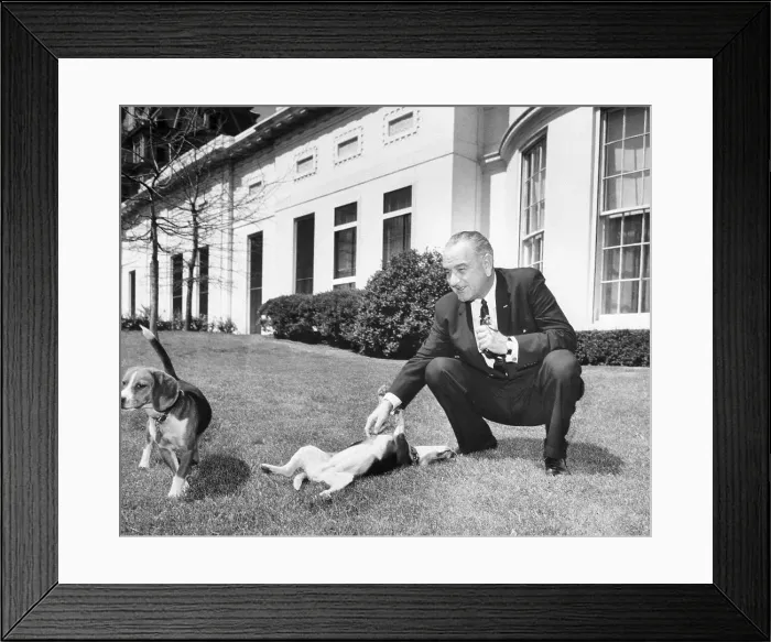 Framed Print : President Johnson With Pet Beagles Framed Print : President Johnson With Pet Beagles