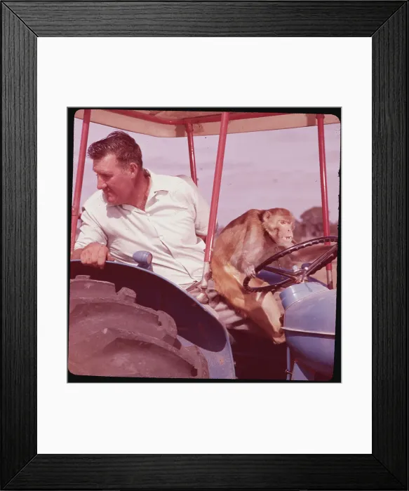 Framed Print : Monkey Driving Tractor Framed Print : Monkey Driving Tractor