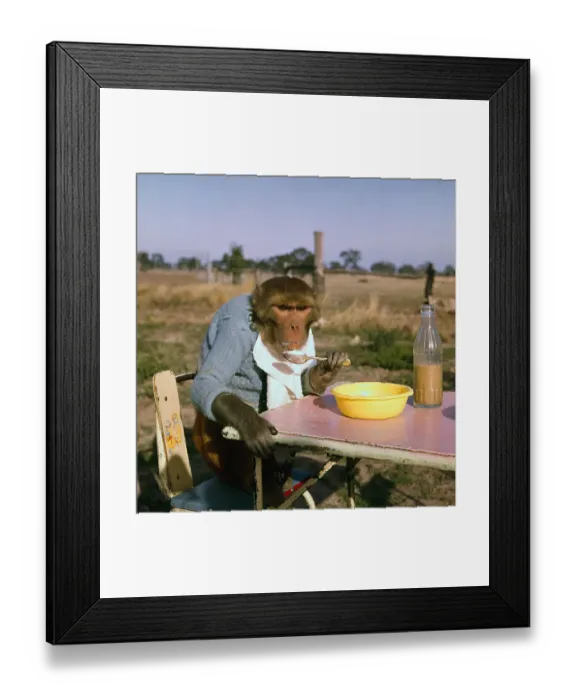 Framed Print : Monkey Eating Lunch Framed Print : Monkey Eating Lunch