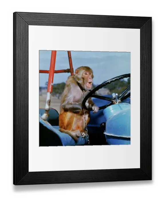 Framed Print : Johnny Rhesus Driving Tractor Framed Print : Johnny Rhesus Driving Tractor