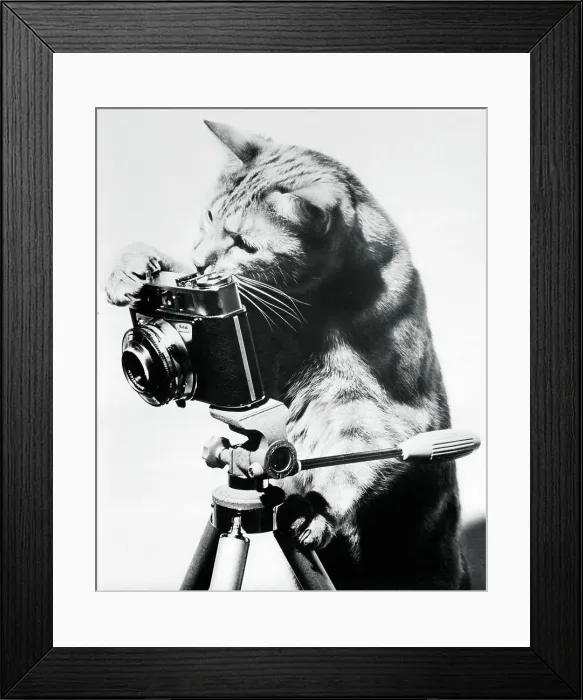 Framed Print : Cat Taking a Picture
