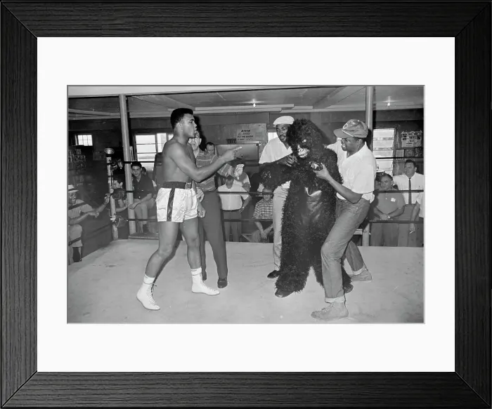 Framed Print : Cassius Clay in Ring Framed Print : Cassius Clay in Ring