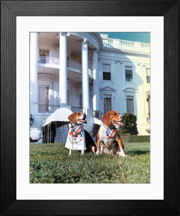 Framed Print : Beagles Campaigning for Lyndon B Johnson at White House Framed Print : Beagles Campaigning for Lyndon B Johnson at White House