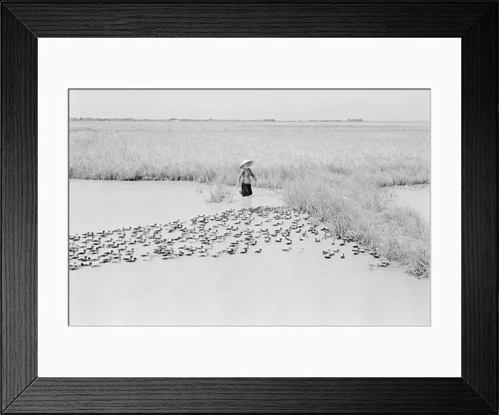 Framed Print : Vietnamese Woman in Delta with Ducks Framed Print : Vietnamese Woman in Delta with Ducks