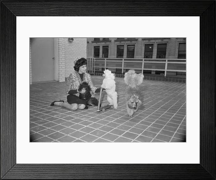 Framed Print : Jacqueline Susann And Her Poodles Framed Print : Jacqueline Susann And Her Poodles