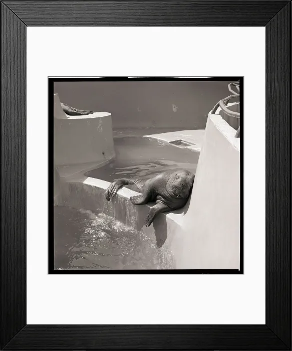 Framed Print : Walrus Sleeping on Bank of Pool Framed Print : Walrus Sleeping on Bank of Pool