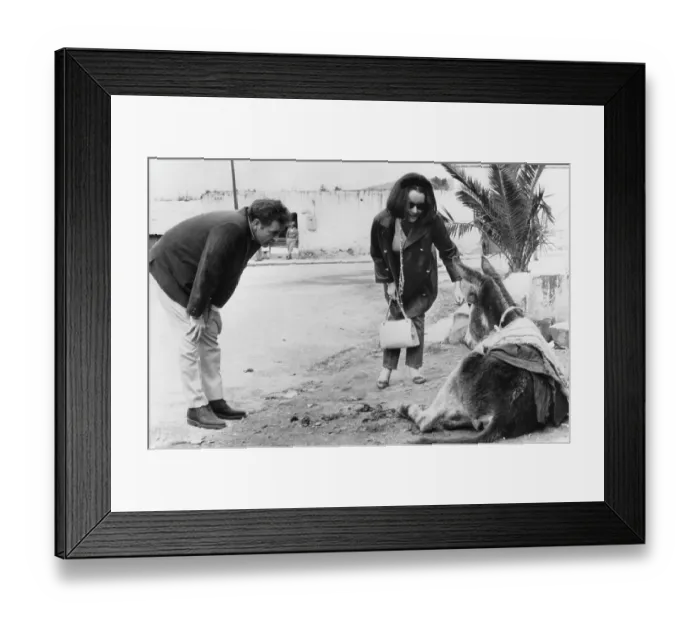 Framed Print : Richard Burton And Elizabeth Taylor Befriend A Burro Framed Print : Richard Burton And Elizabeth Taylor Befriend A Burro