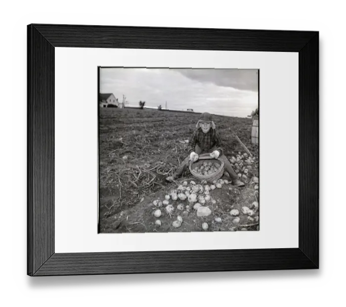 Framed Print : Girl Harvesting Potatoes on Farm Framed Print : Girl Harvesting Potatoes on Farm