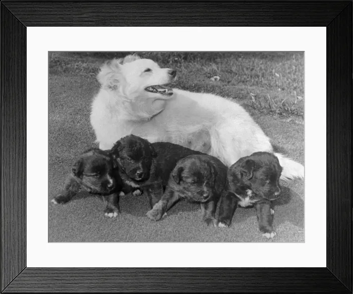Framed Print : Jackie Kennedy's Dog with Puppies