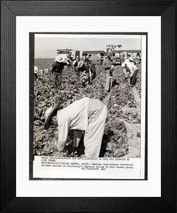 Framed Print : Workers Harvesting Lettuce Framed Print : Workers Harvesting Lettuce