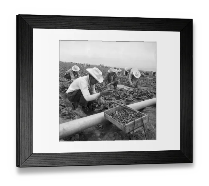 Framed Print : Migrant Mexican Workers Picking Strawberries Framed Print : Migrant Mexican Workers Picking Strawberries