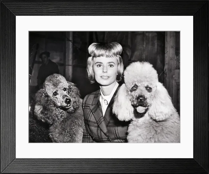 Framed Print : Actress with Poodle Cut and Two Poodles Framed Print : Actress with Poodle Cut and Two Poodles