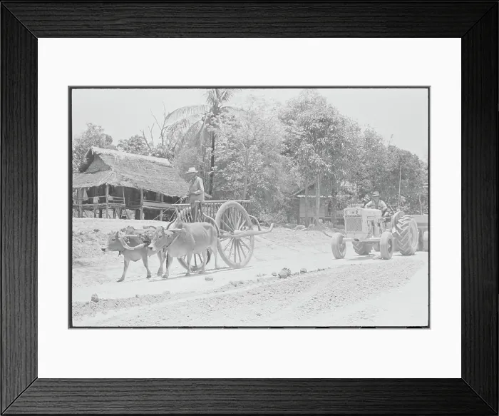 Framed Print : Ox Drawn Cart Traveling on Road Framed Print : Ox Drawn Cart Traveling on Road