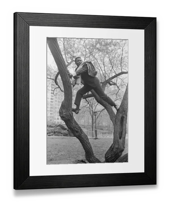 Framed Print : Sidney Poitier Climbs a Tree Framed Print : Sidney Poitier Climbs a Tree