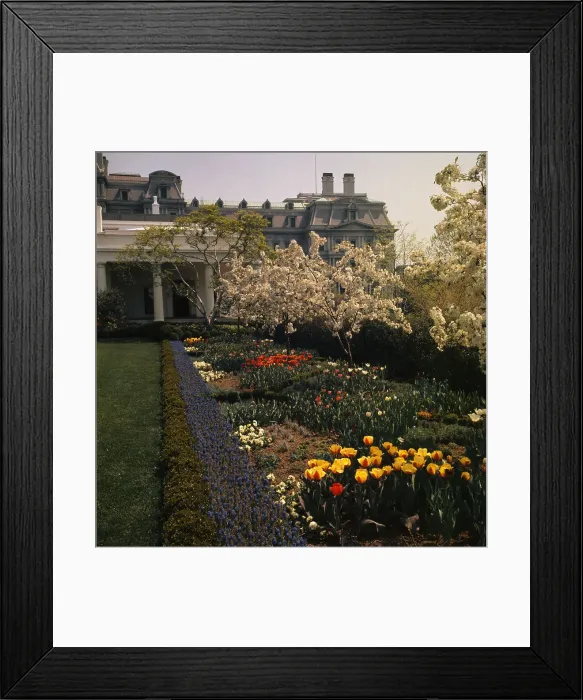 Framed Print : White House Rose Garden