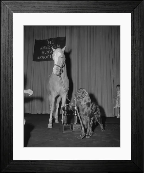 Framed Print : Animal Stars Posing with Trophies Framed Print : Animal Stars Posing with Trophies